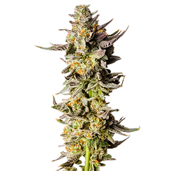 Jealousy Kush Mintz PNG (Big).png