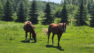 Two horses in a green pasture grazing. 