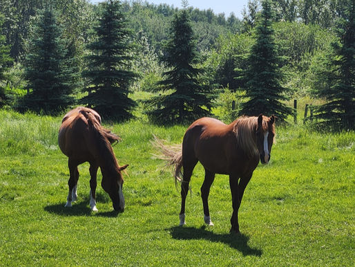 Two horses in a green pasture grazing. 