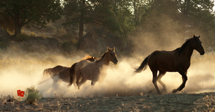 Horses running across a field in the early morning dusk.