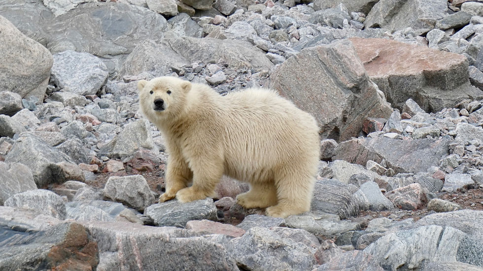 The Spirit Bear walking along the river rocks. 