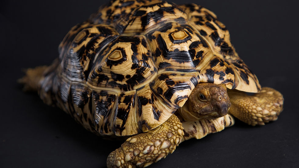 Leopard tortoise with a detailed black and yellow patterned shell on a dark background. The tortoise appears calm and still.