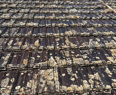 Moss and lichen removal