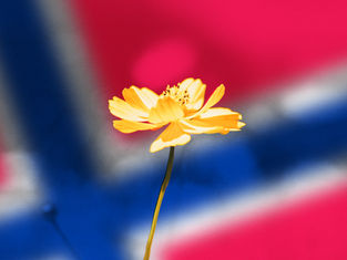 Nordic survivors share the devastating impact of online child sexual abuse