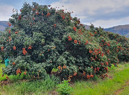 SouthAfrican_lycheetree