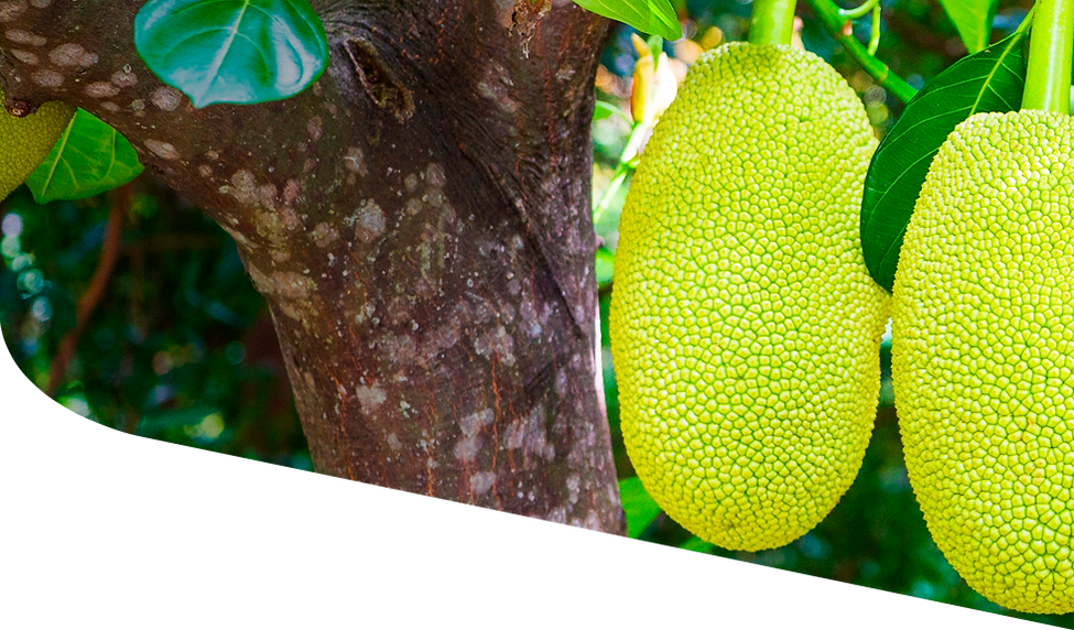 Correct_header_jackfruit.png