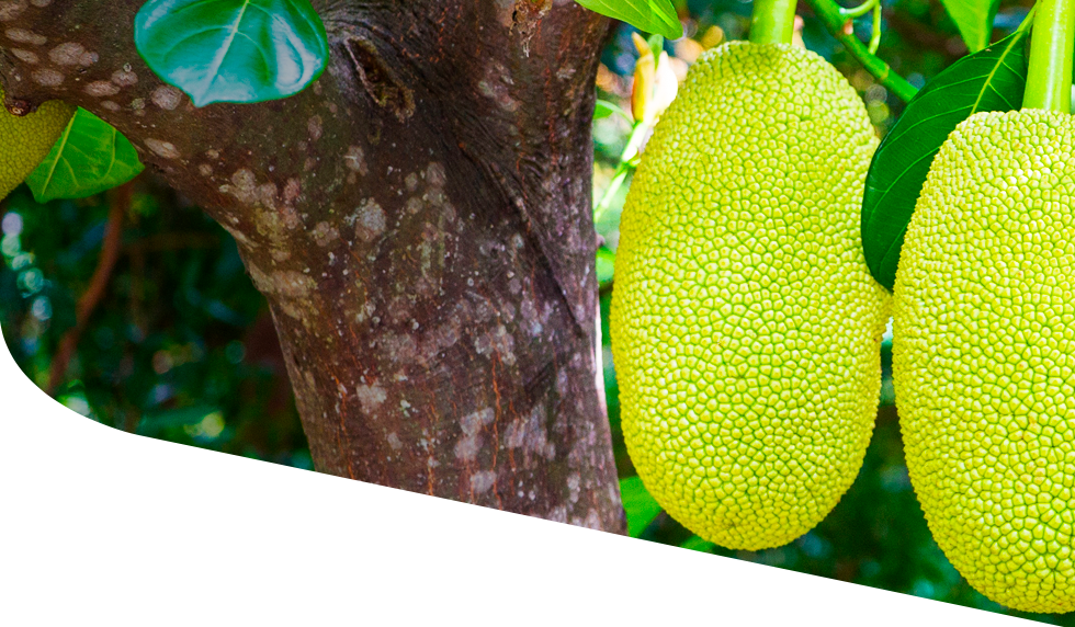 Correct_header_jackfruit.png