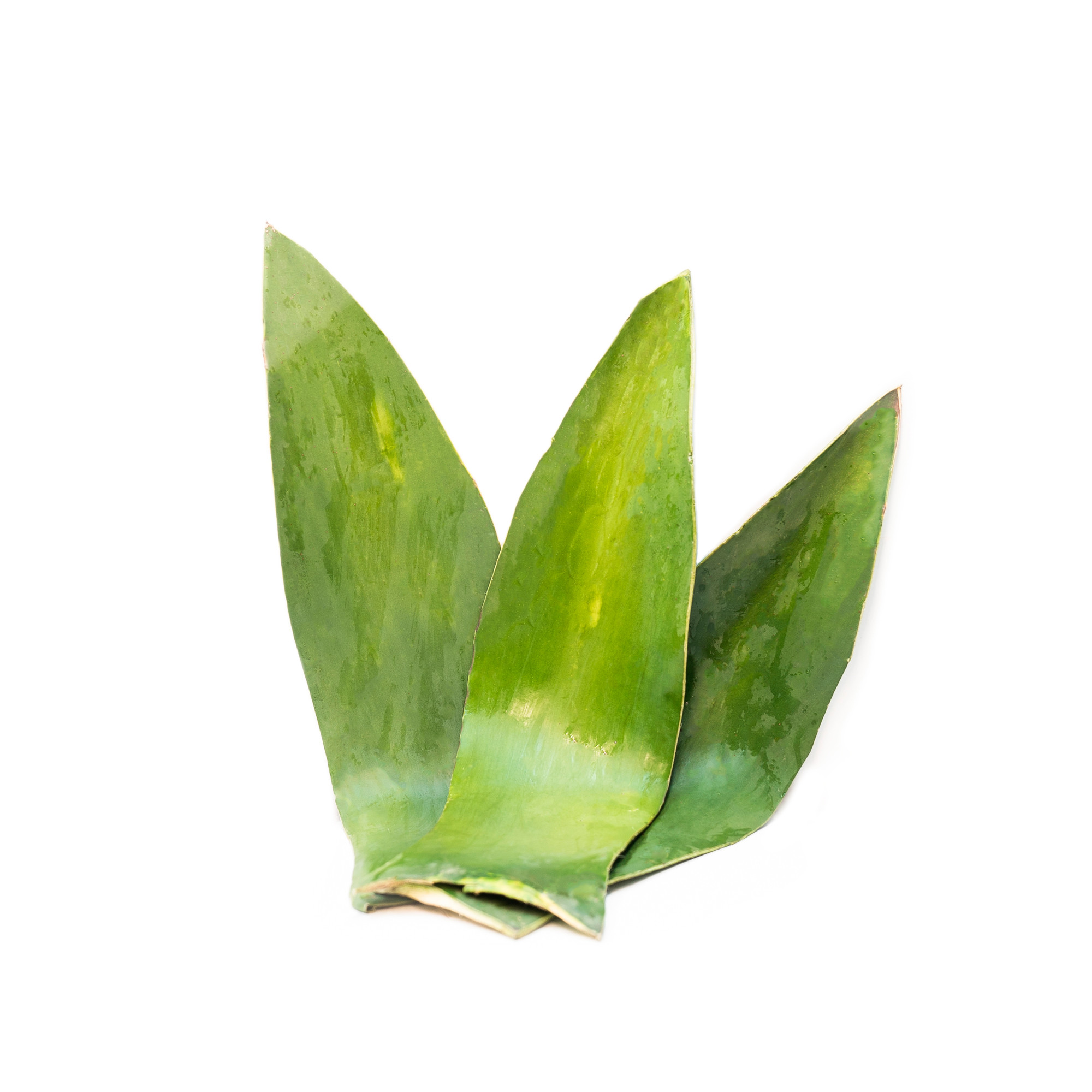 The Ultimate Guide To Harvesting And Using Maguey Leaves - u17kdrl