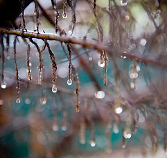 Water Droplets