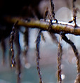 Water Droplets