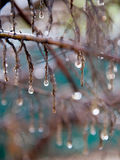 Black Hills Receive Over an Inch of Rain