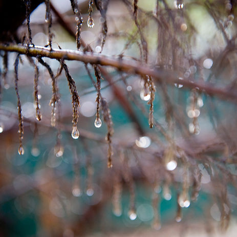 The Vital Role of Rain