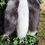 Thumbnail: Fox tail (white)