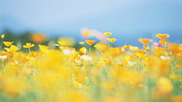 Summer