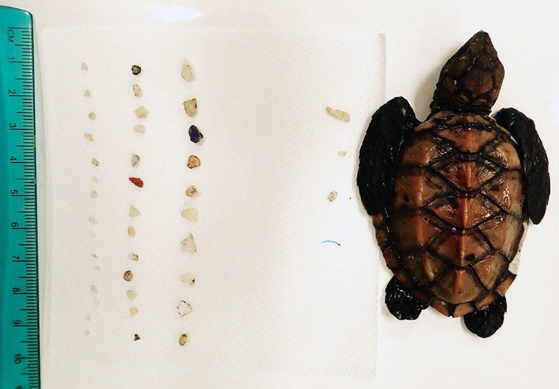 5 Ways Microplastics can cause damage to the Natural Environment