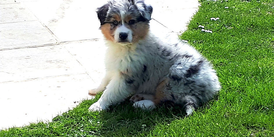 chiot bleu merle du domaine des bergers australiens