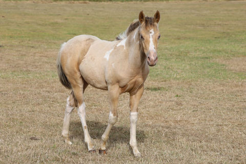 ER Royals Mount Nova