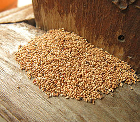 drywood_termite_fecal_pellets.jpeg