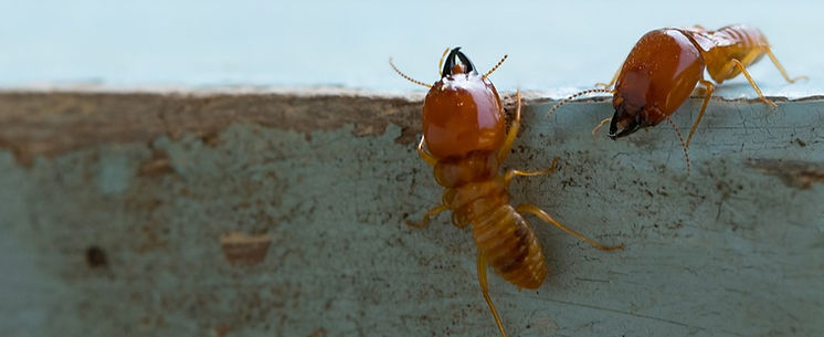 termites-main-slider_edited.jpg