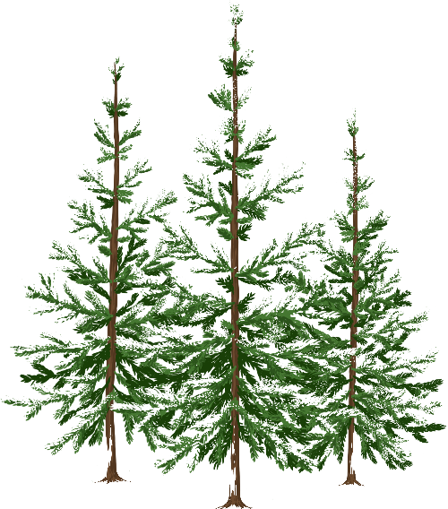tree project_without snow ground_edited.png