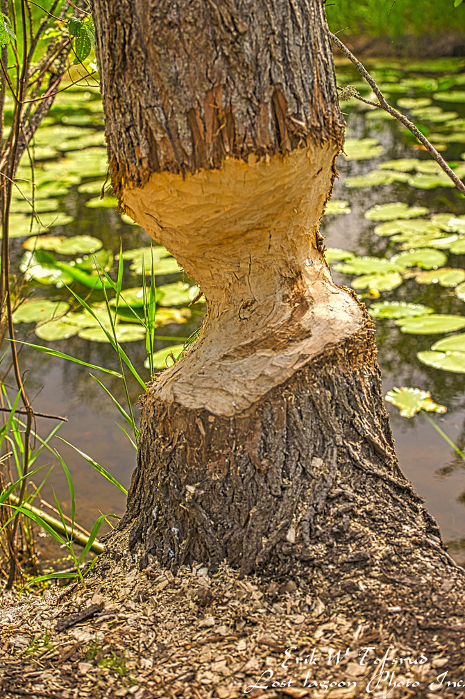 This beaver impressed me