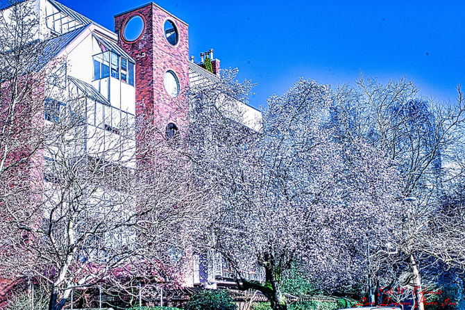 Japanese cherry blossom is out, Nelson St., Vancouver, BC, Canada