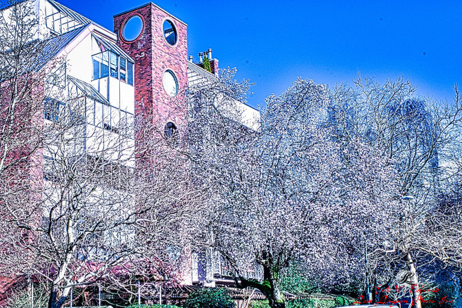 Japanese cherry blossom is out, Nelson St., Vancouver, BC, Canada