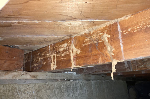 Subterranean termites