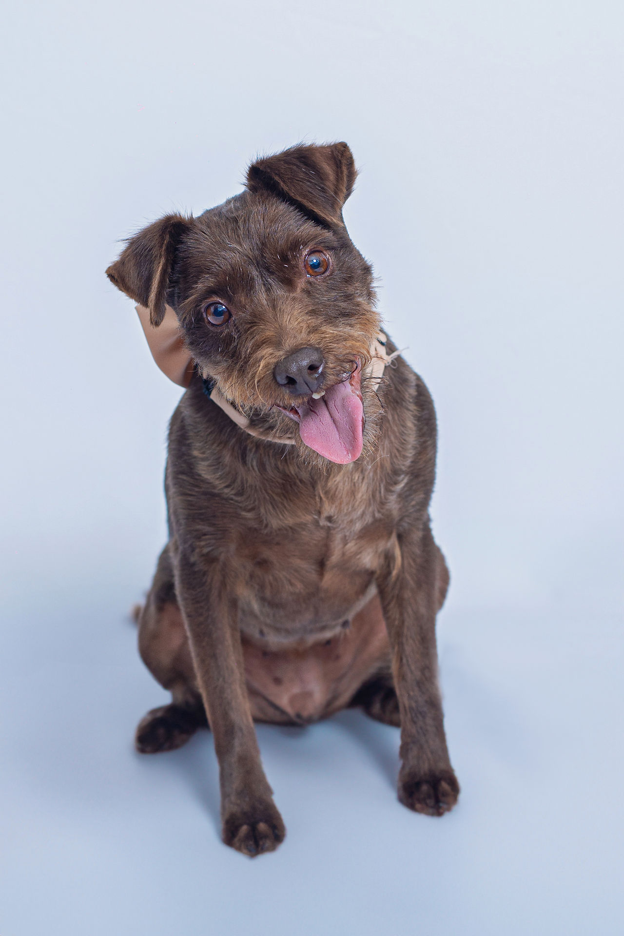 Adorable close-up of the family’s brown dog sitting against a white background with its tongue out and head tilted, wearing a beige bow tie.