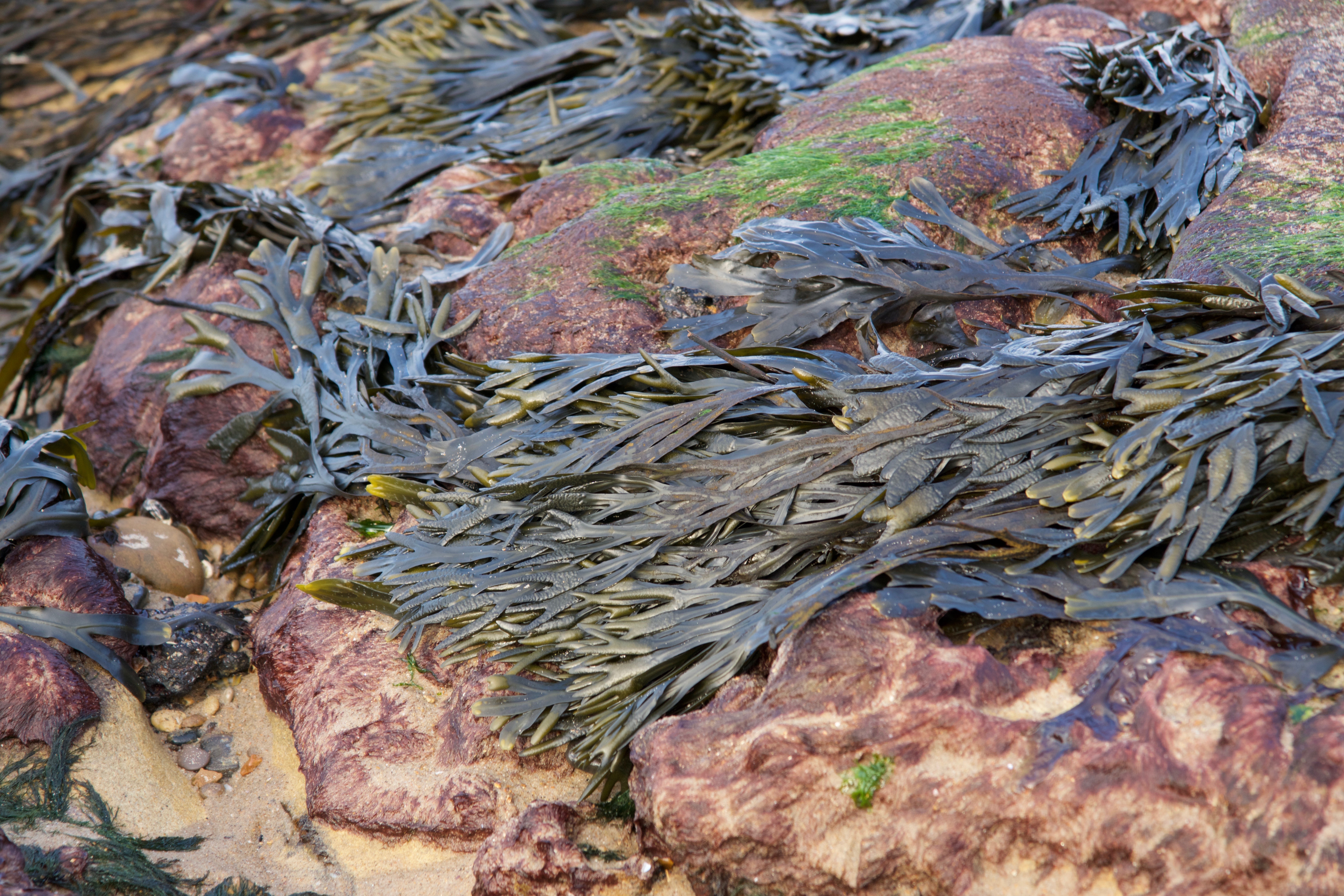 SEAWEED