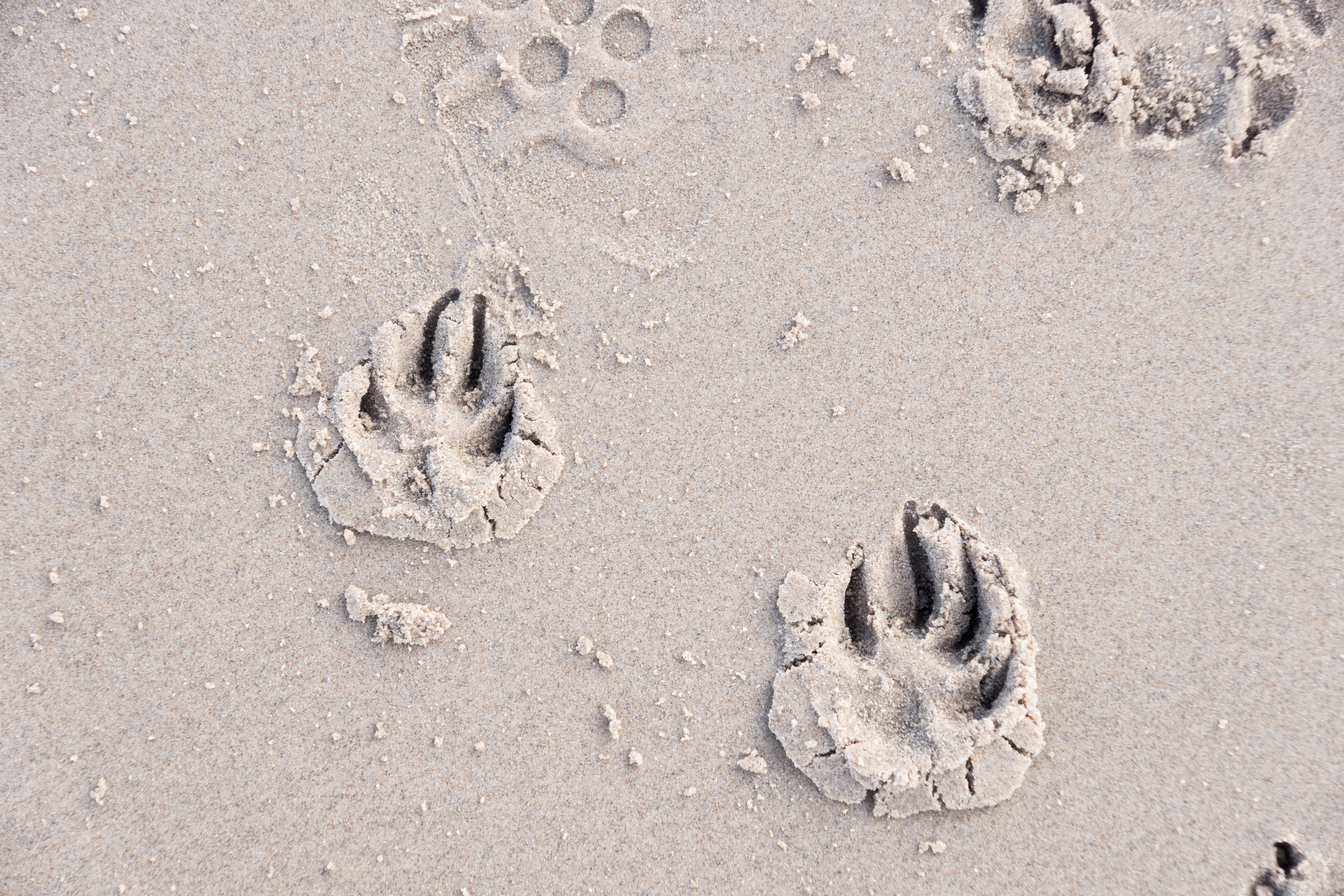 PAW MARKS IN THE SAND