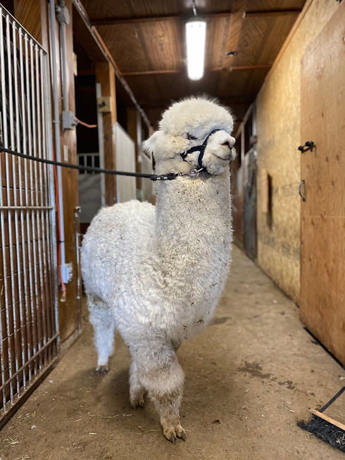alpaca farm