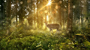 
Scripture Reflection - February 18, 2018