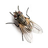 housefly.jpg