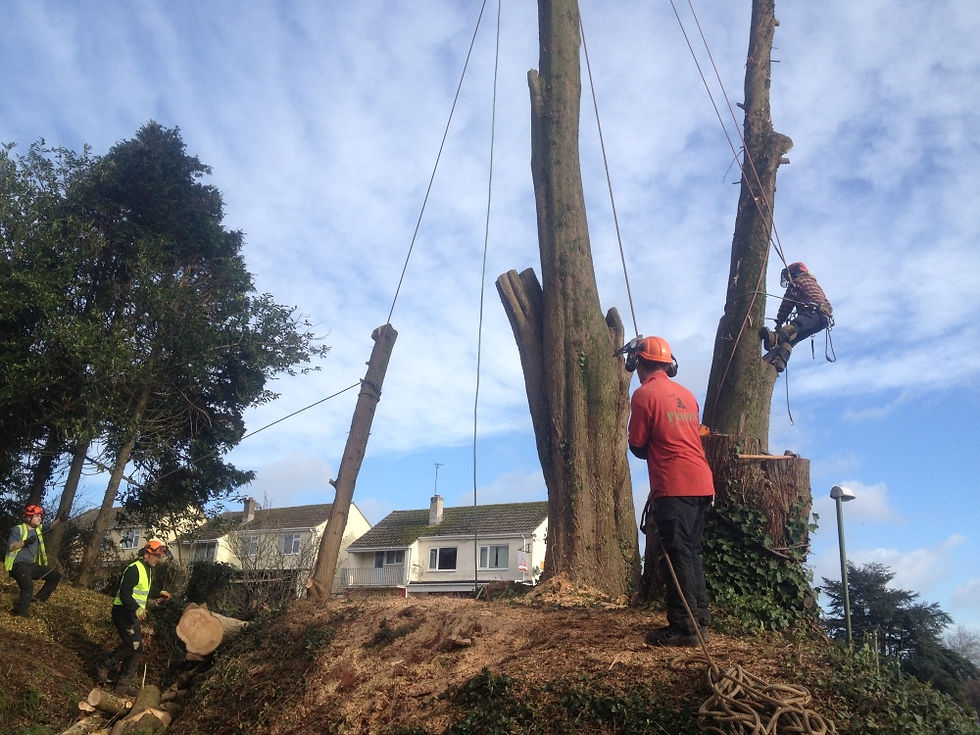 Commercial Grounds Maintenance