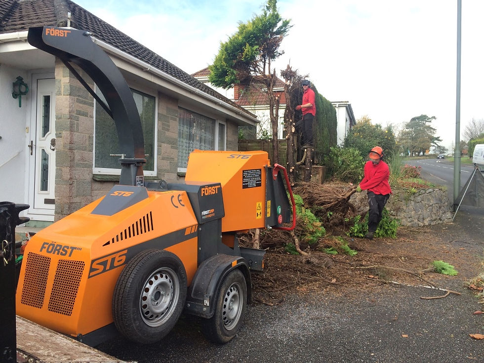 Tree Felling and Removal