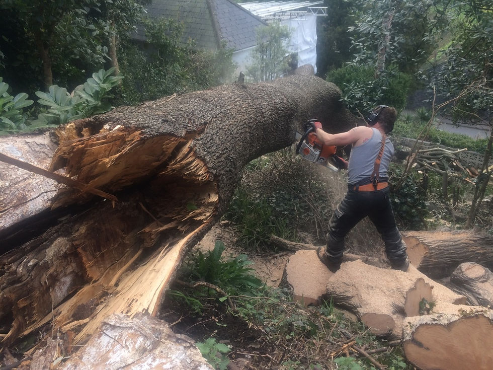 Tree Felling and Removal