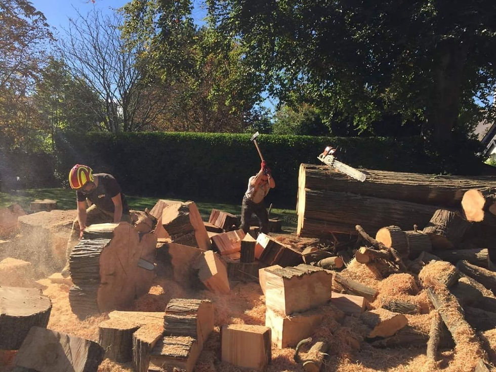Tree Felling and Removal