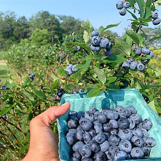 A hand holding up a basket of blueberries in front of a blueberry bush at Argos Farm.
