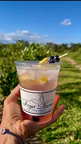A blueberry lemonade from Argos Farm in front of the blueberry bushes at Argos Farm.
