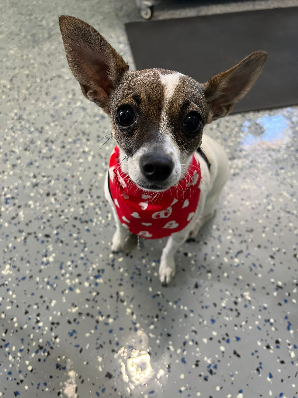 Tails In Tubs Dog Wash