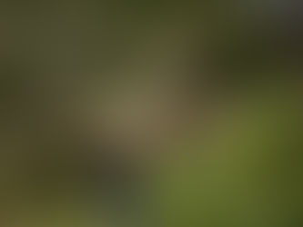 🌿 Cobertura de solo