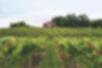 Barn Through the vines.jpg