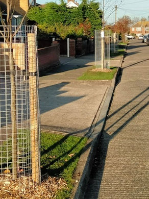 Tree Planting in Whitstable This Autumn