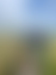 Wild About Whitstable Walk: Friday April 10 at 10:30am