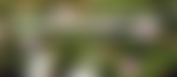 Curiosity Over Judgment: The Heart of Peacemaking