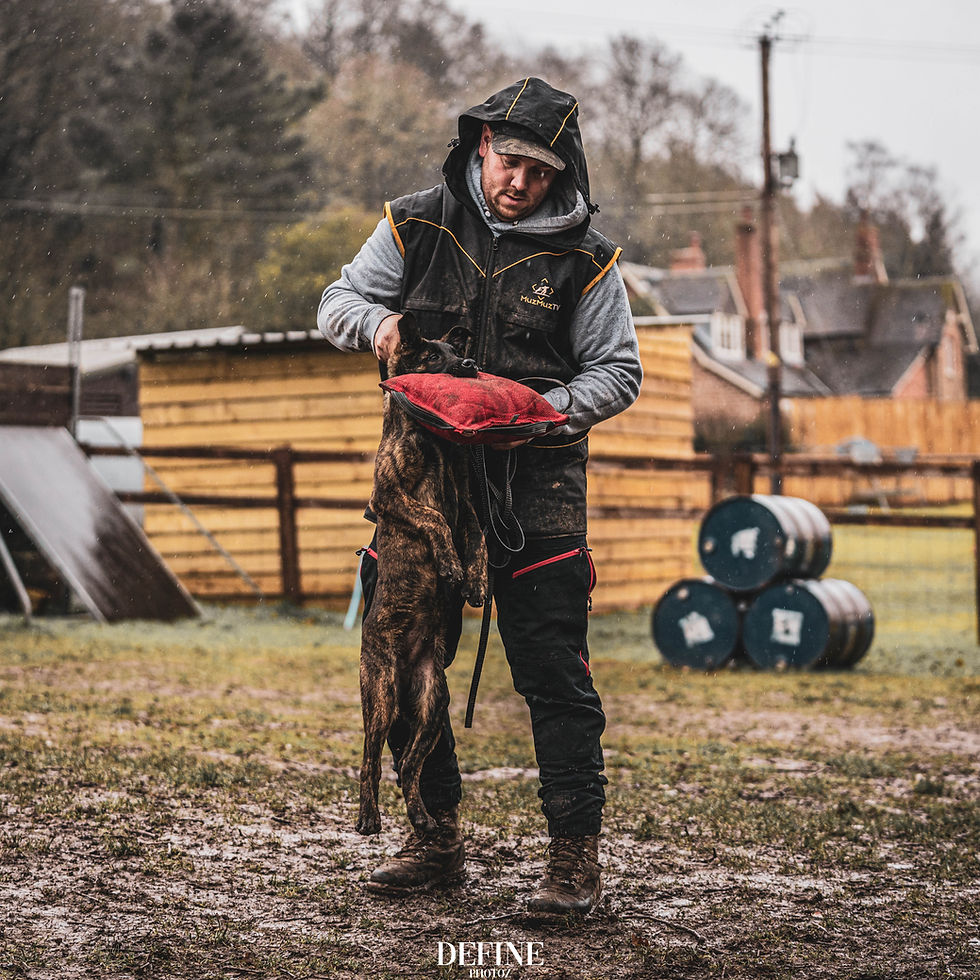 Thumbnail: MuzMuzTV Dog Training Vest