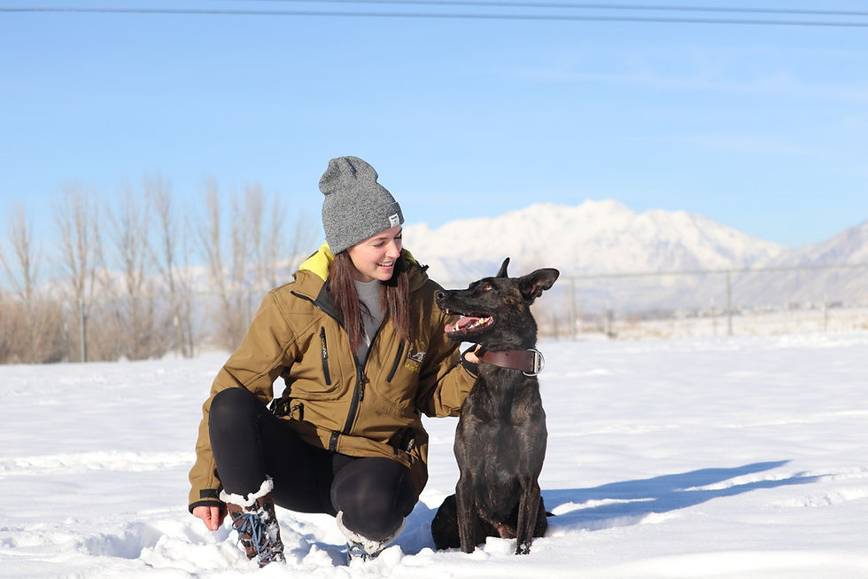 Thumbnail: Wind & Waterproof Softshell Jacket GOLD
