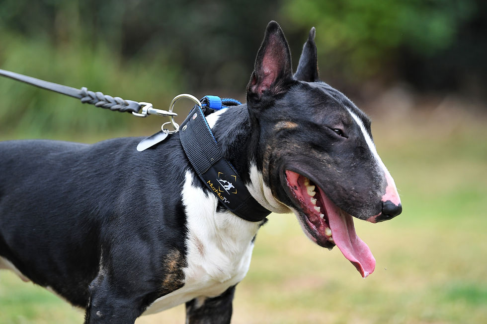 Thumbnail: Black & Blue 5CM Double Buckle Dog Collar