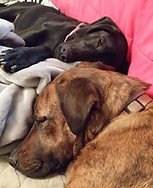 Teagan & Buca